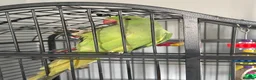 Ringnecks birds for sale: Male baby ring neck  in Tredegar - Advert 3