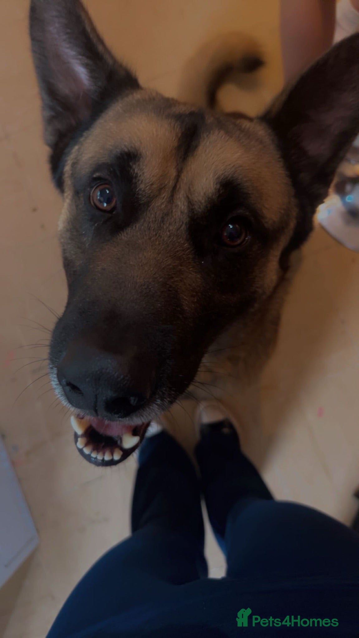 Mixed Breed dogs Maxy  - Advert 1