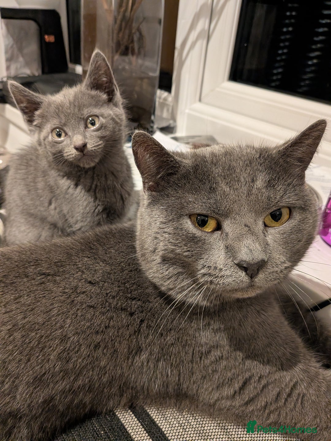 Russian Blue cats for sale: Male Russian blue kitten  - Advert 2