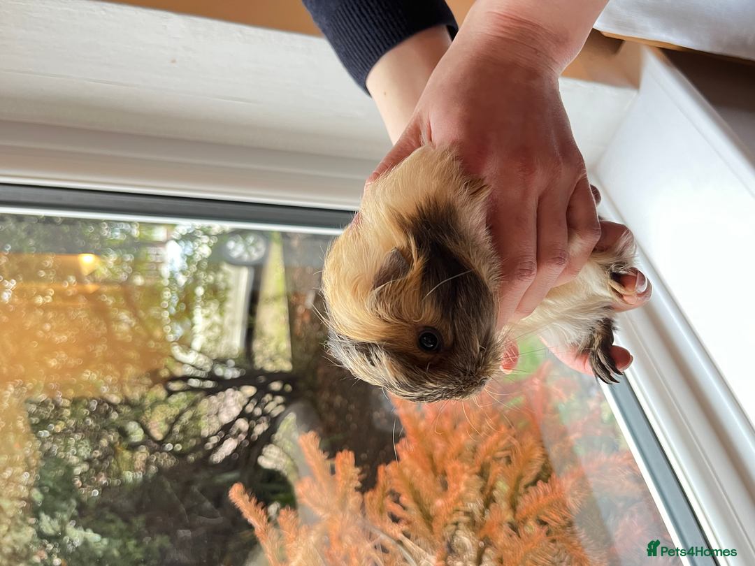 Guinea Pig rodents for sale: Long Haired Peruvian Guinea Pigs! - Advert 5