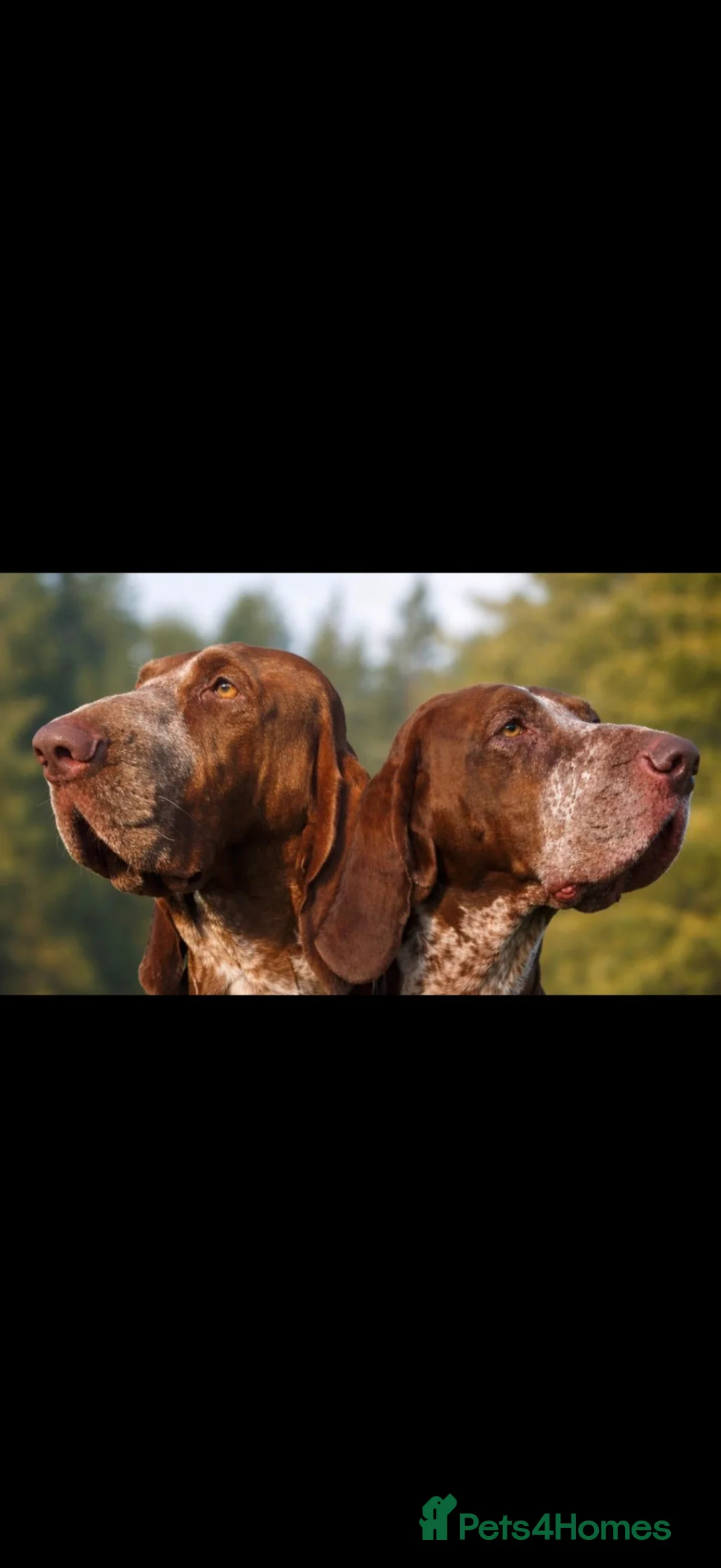 Bracco Italiano dogs for sale: STUNNING BOYS LOOKING FOR NEW HOMES  - Advert 1