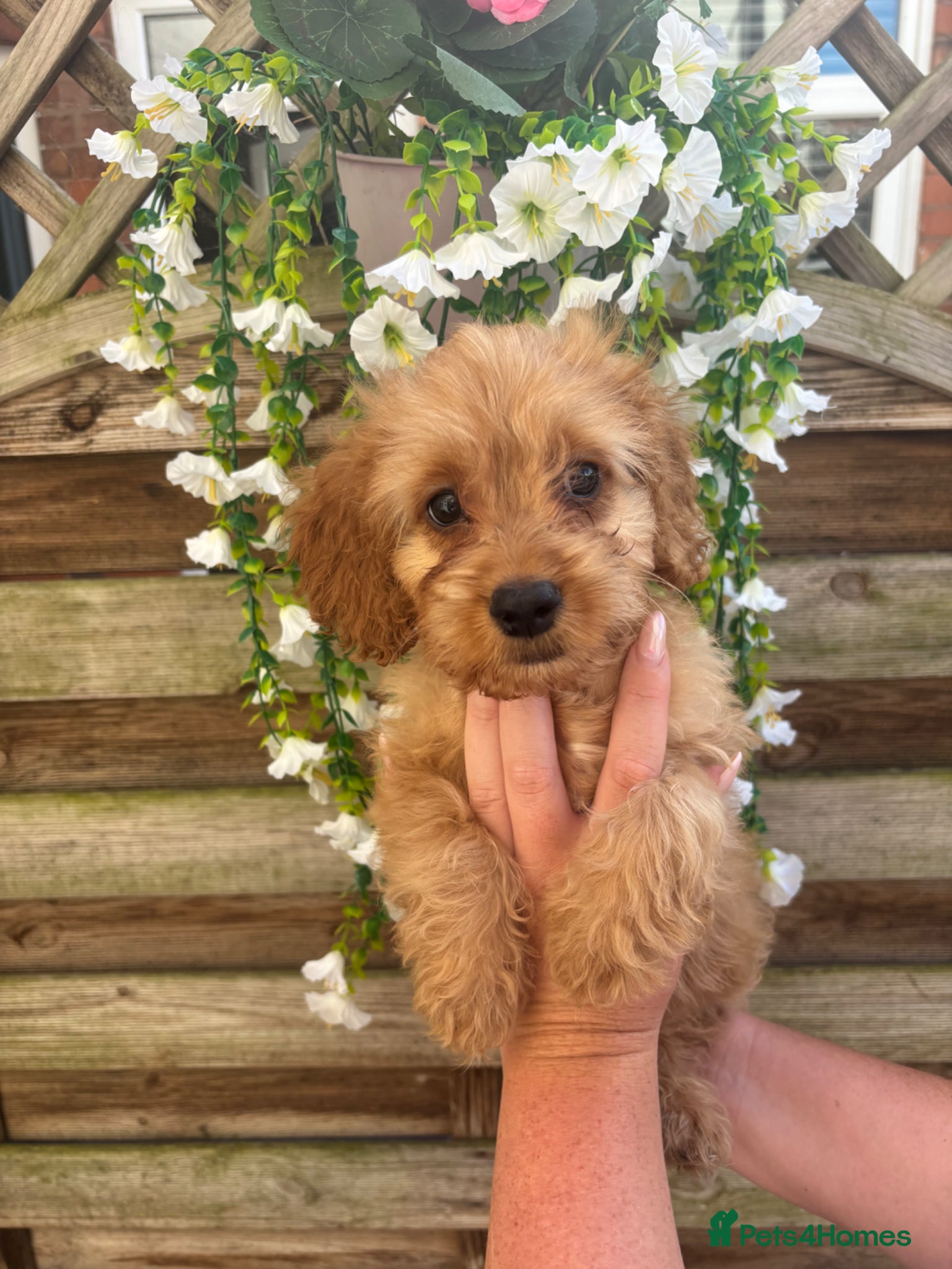 Cockapoo dogs Fully vaccinated ☺️Gorgeous F1 cockapoos 🤍 - Advert 2