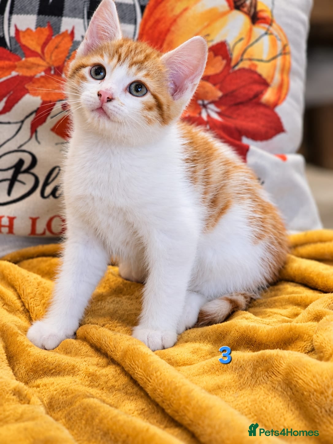 Mixed Breed cats for sale: 🐾 6 Adorable & Playful Kittens - 1 Girl & 5 Boys - Advert 2