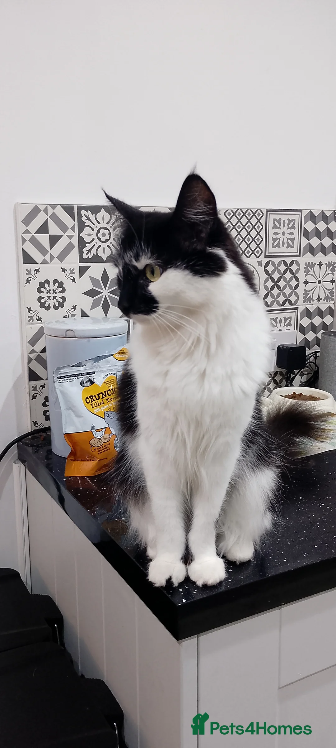 Domestic Shorthair cats for sale: Poppy in Taunton - Advert 2