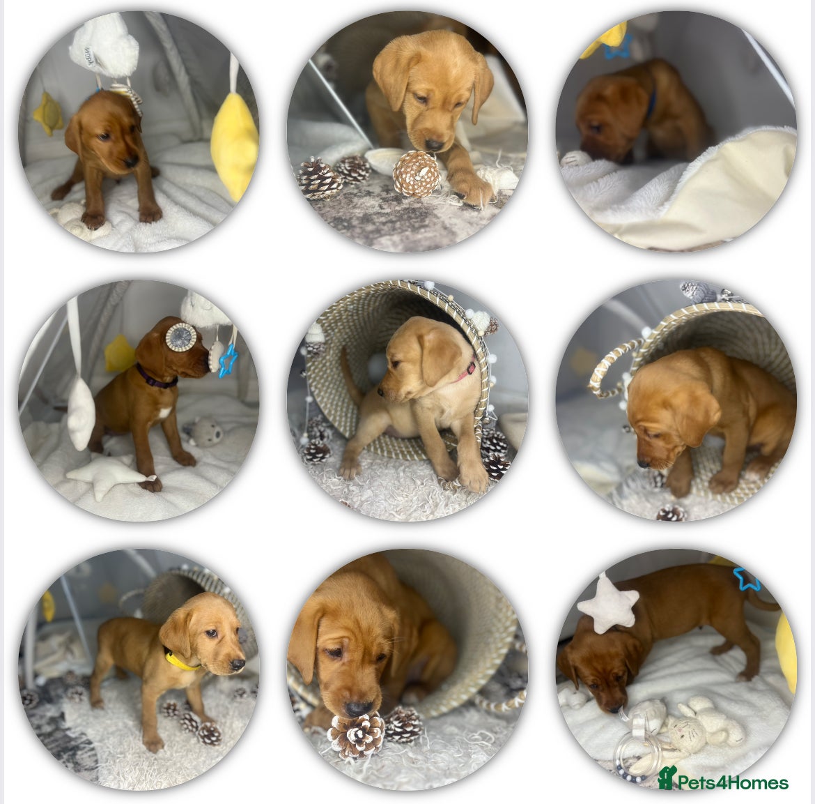 Labrador Retriever dogs KC dark Red Fox Yellow Labrador pup Championline  - Advert 4