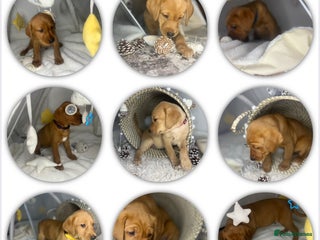 Labrador Retriever dogs KC dark Red Fox Yellow Labrador pup Championline - Advert 2