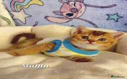 British Shorthair cats for sale: Pure Pedigree British Shorthair  - Image 20
