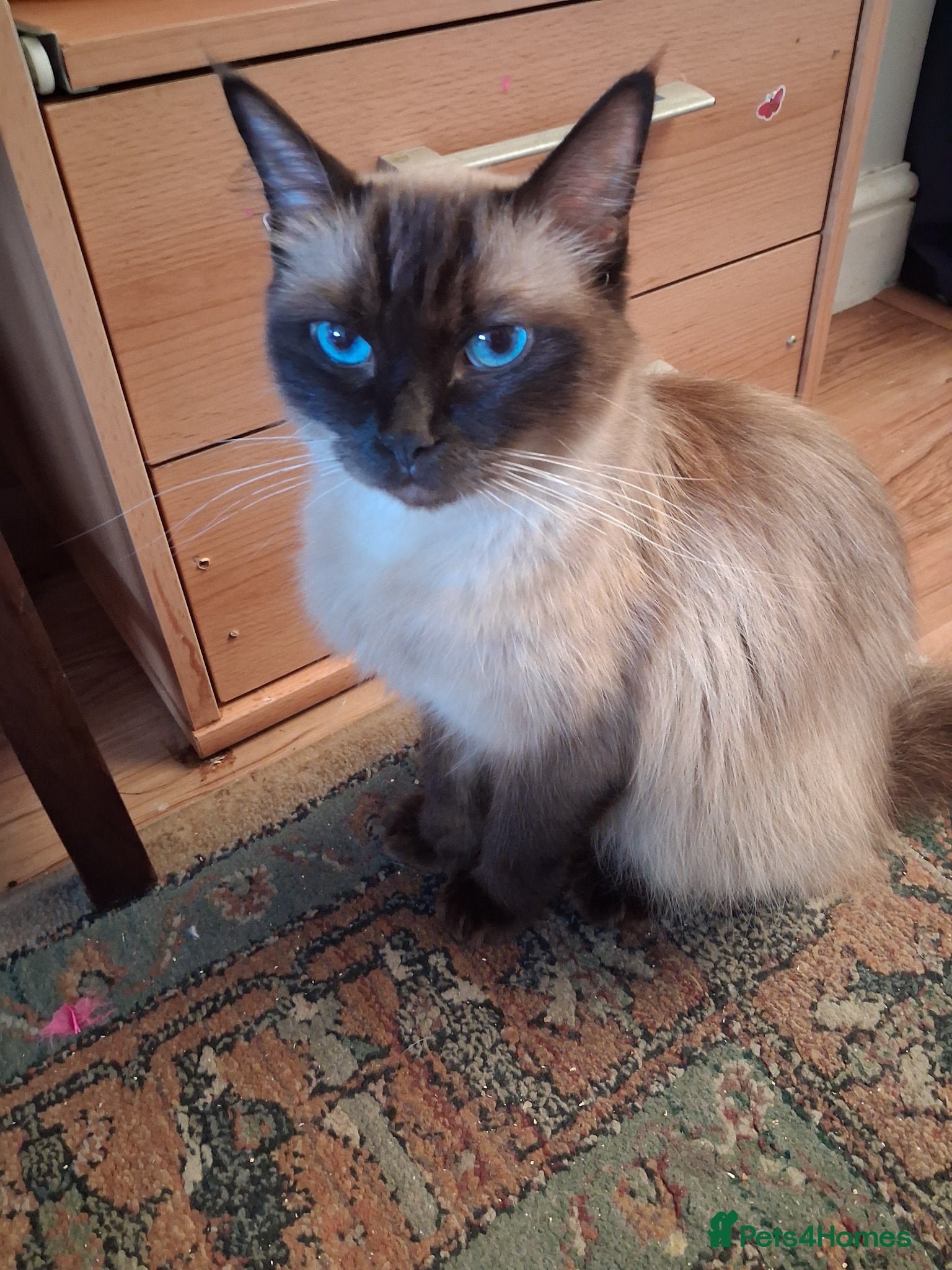 Ragdoll cats for sale: Ragdoll kittens ready 11th June after vet check - Advert 16