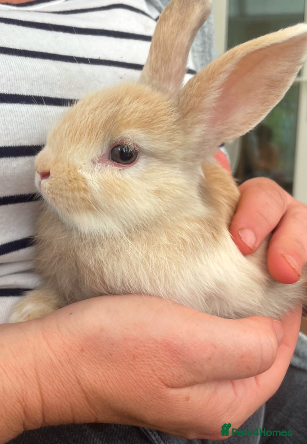 Lionhead rabbits for sale: Stunning Lionhead rabbits  - Image 4