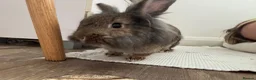 Lionhead rabbits for sale: Lion head bunny for REHOMING - Advert 4