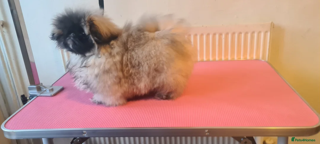 Pekingese dogs for sale: Pekingese puppys (Champion Bloodlines) - Advert 22