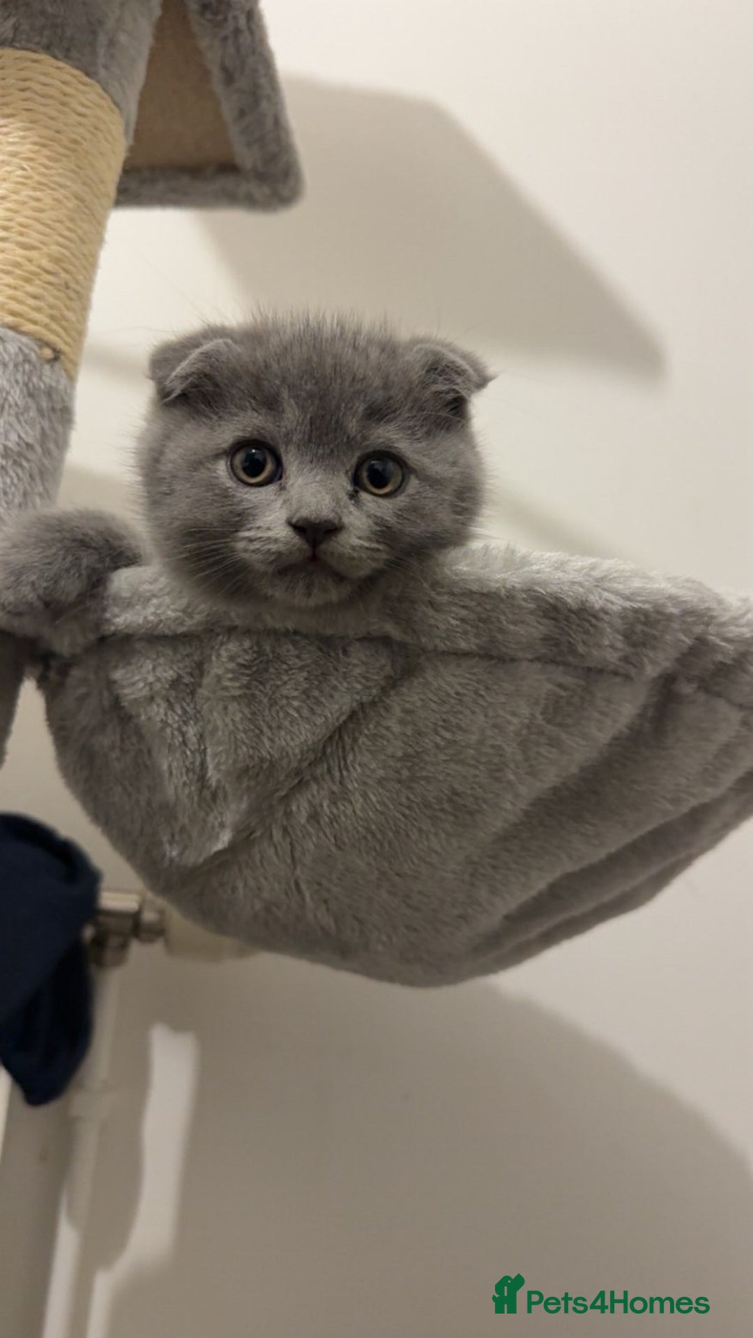 Scottish Fold cats for sale: Scottish fold kitten  - Advert 4