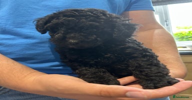 Toy Poodle dogs - Advert 7