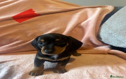 Miniature Dachshund dogs for sale: Miniature dachshunds - Image 22