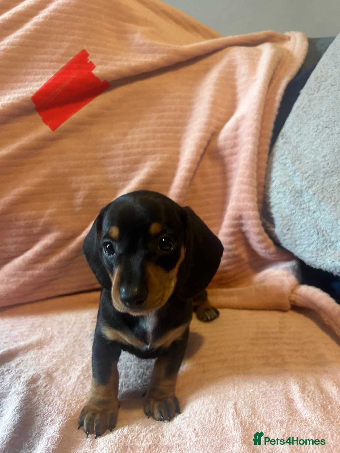 Miniature Dachshund dogs for sale: Miniature dachshunds - Image 22