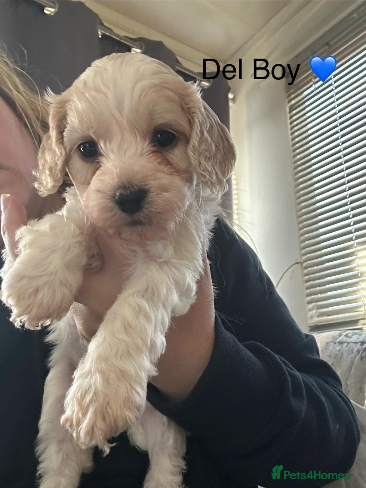 Mixed Breed dogs Gorgeous Apricot Cockapoo puppies 3 LEFT   - Advert 9