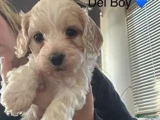 Mixed Breed dogs Gorgeous Apricot Cockapoo puppies 3 LEFT - Advert 9