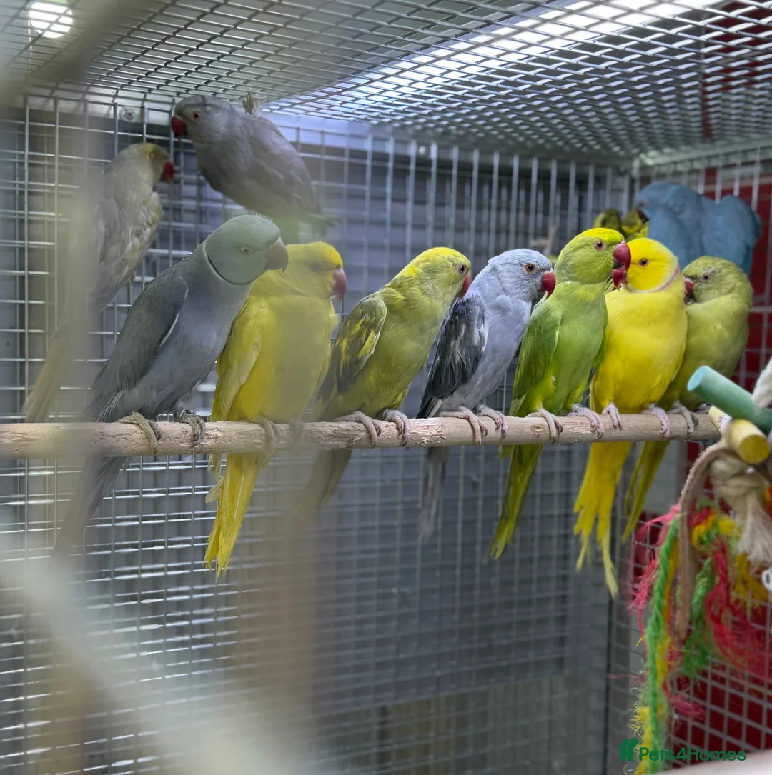 Ringnecks birds for sale: Ringneck  - Advert 2