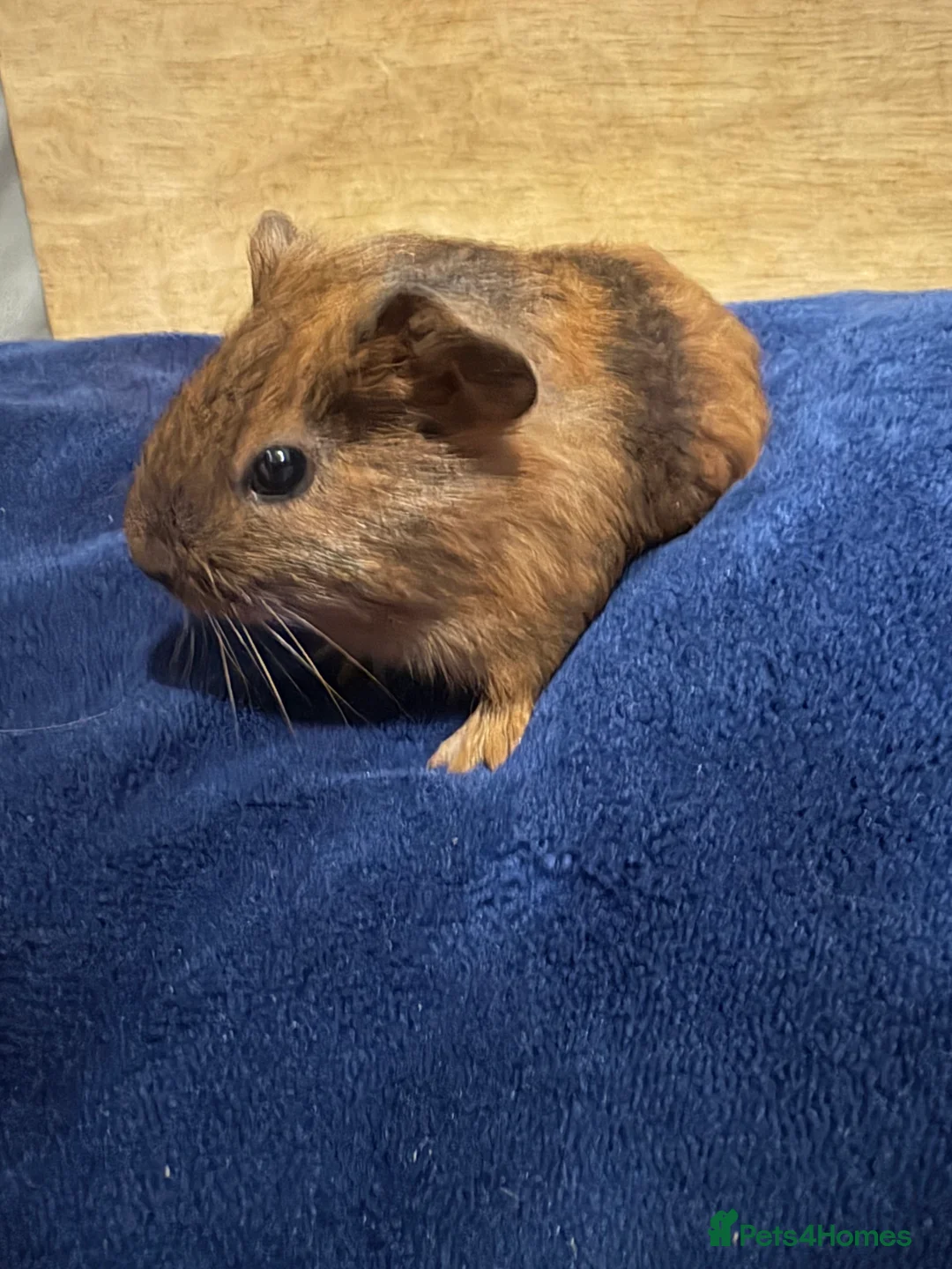 Guinea Pig rodents for sale: Baby guinea pigs for sale  - Advert 1