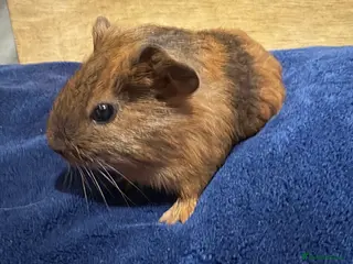 Guinea Pig rodents Baby guinea pigs for sale - Advert 1