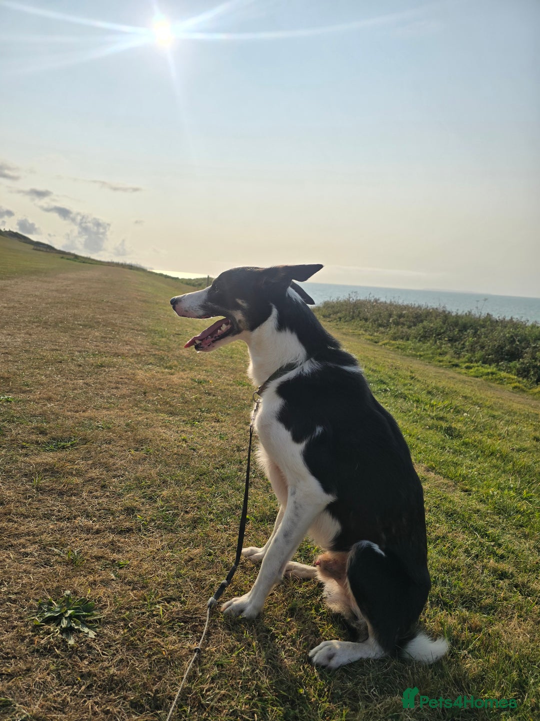 Border Collie dogs for sale: Border Collie - Image 2