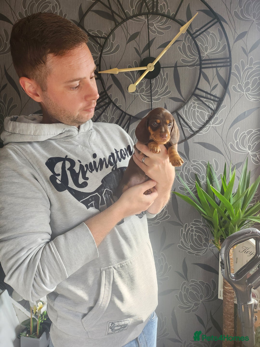 Miniature Dachshund dogs for sale: Mini choc and tan dachshund puppies in Congleton - Image 5