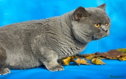 British Shorthair cats for sale: British shorthair male and 2 female 🩵💠🖤 - Image 6