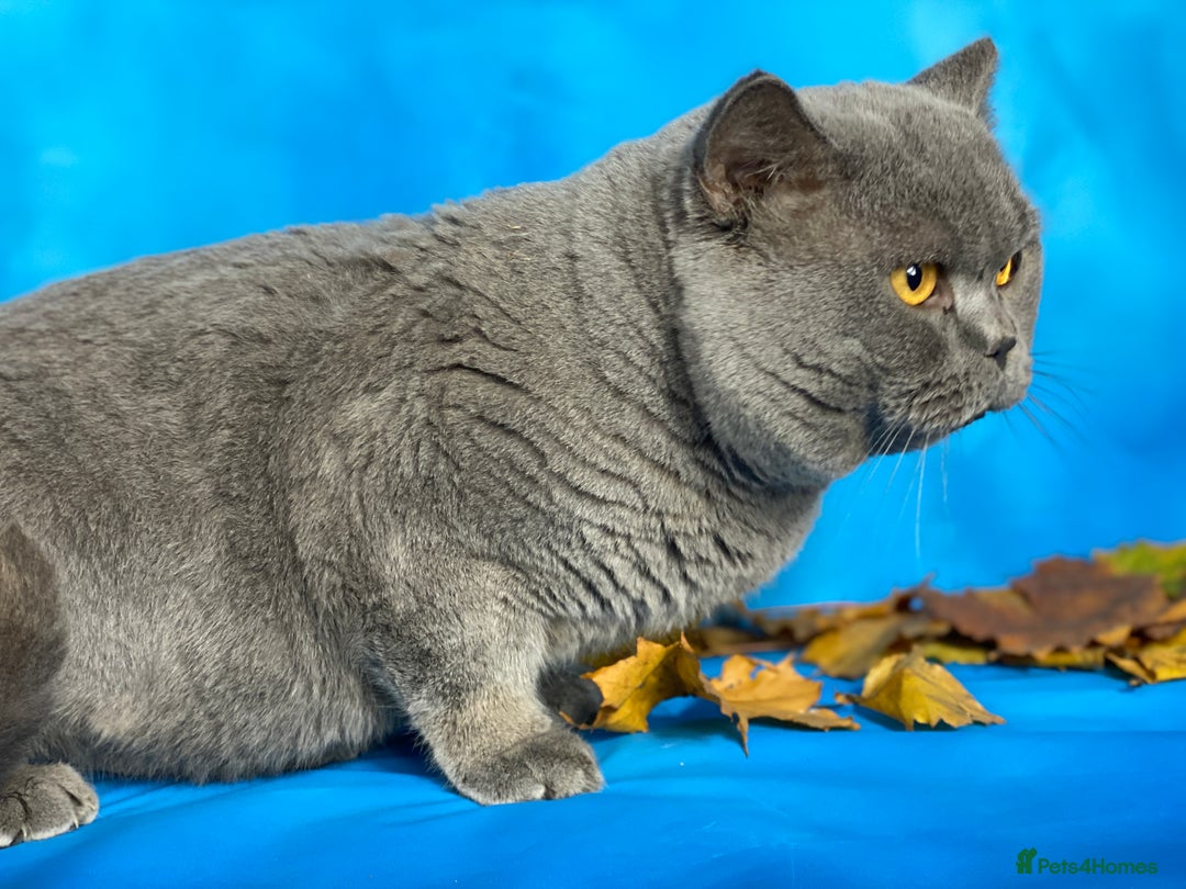 British Shorthair cats for sale: British shorthair male and 2 female 🩵💠🖤 - Image 6