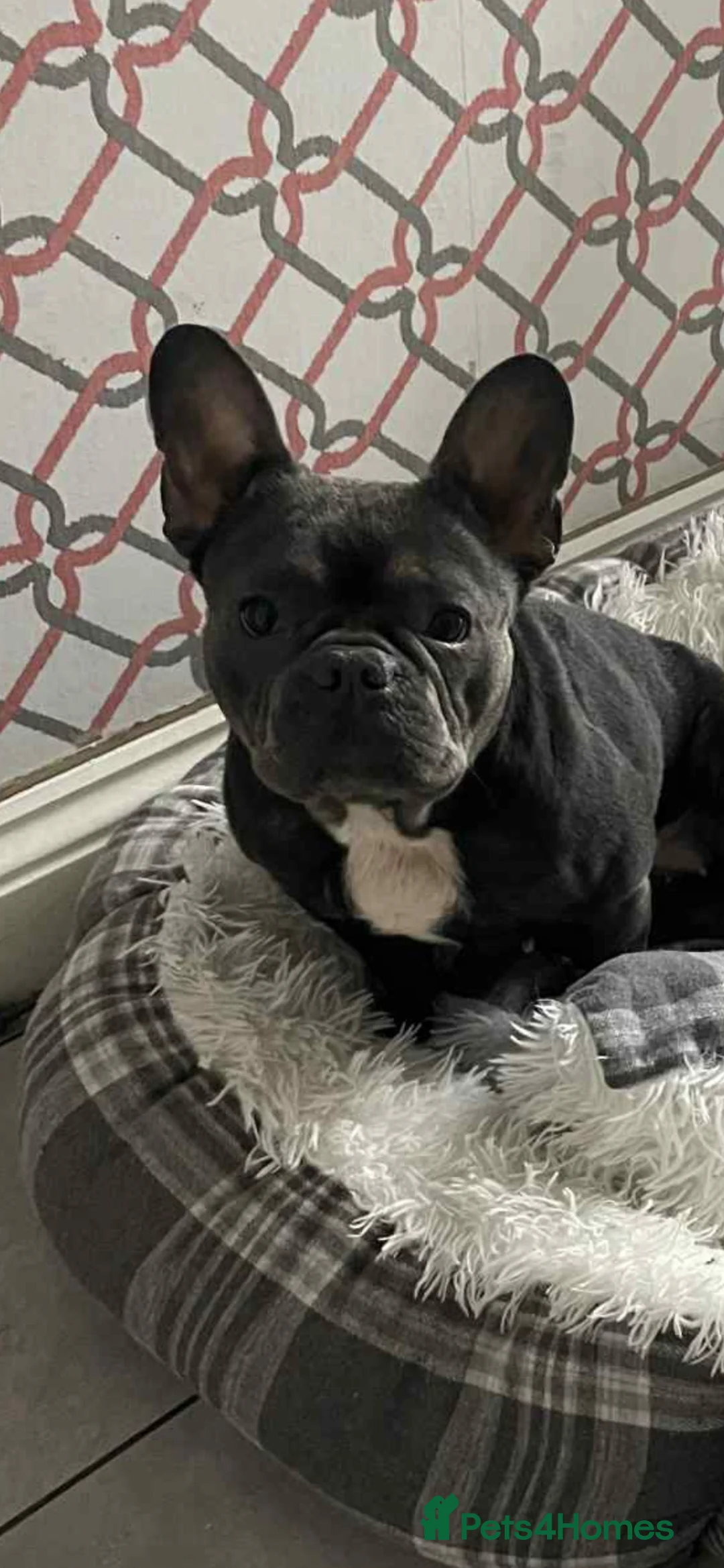 French Bulldog dogs for sale: Maisy - Advert 2