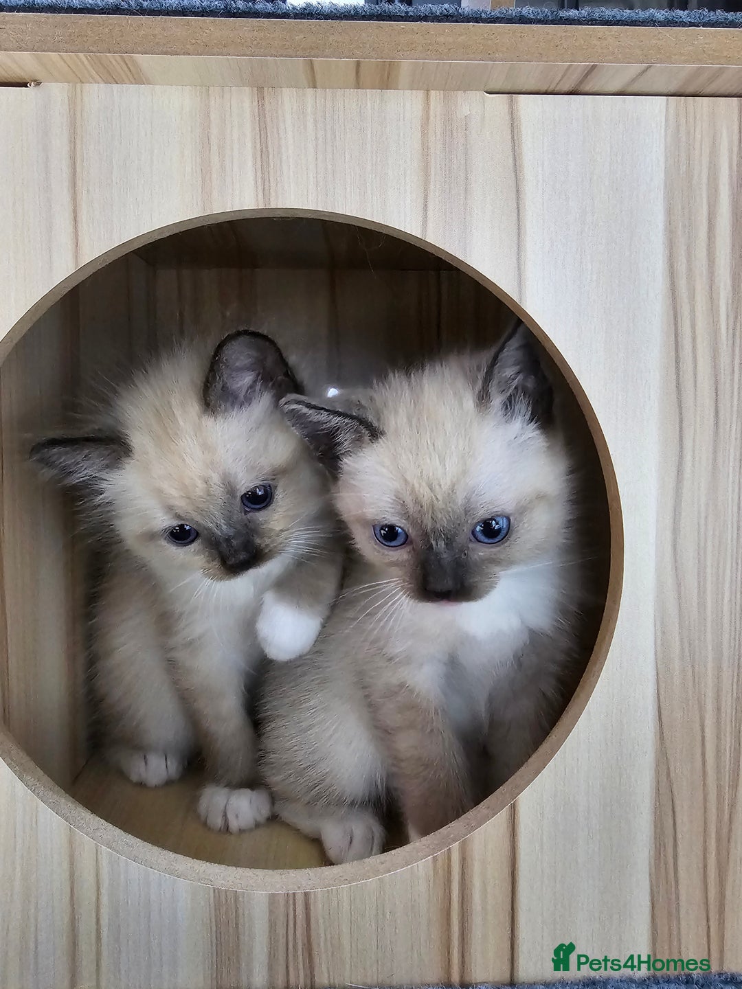 Ragdoll cats for sale: Soo cudly and playfull, two litters! - Advert 14