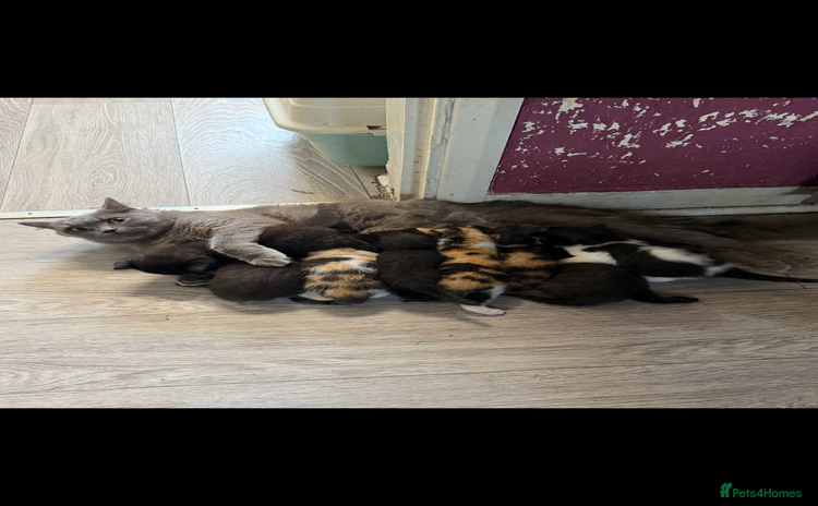 British Shorthair cats - Advert 15