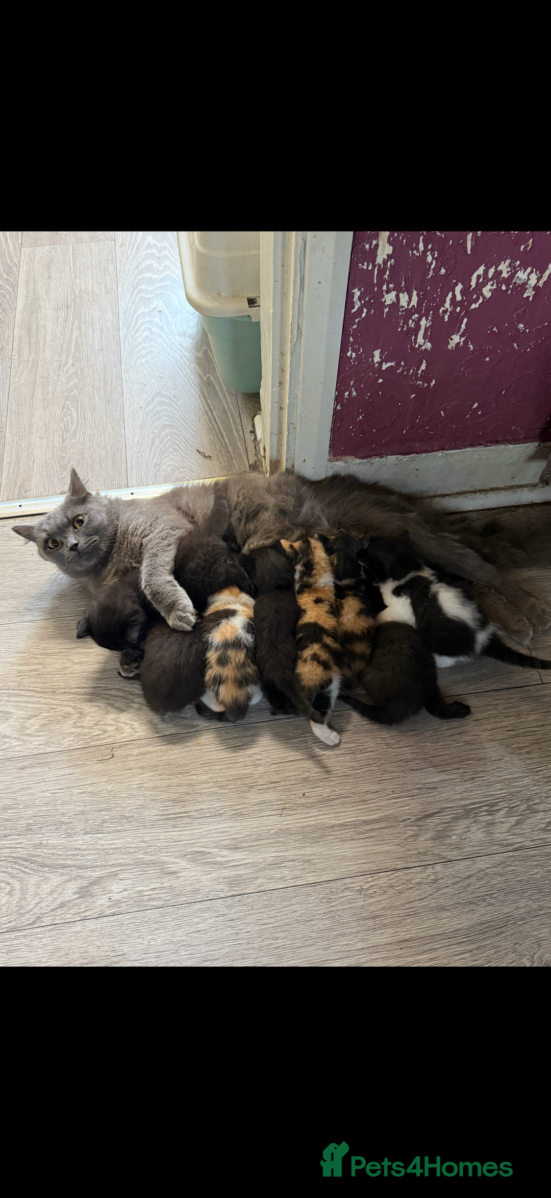 British Shorthair cats for sale: BRITISH BLUE X KITTENS - Image 1