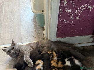 British Shorthair cats for sale - Advert 1