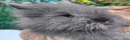 Lionhead rabbits for sale: Double maned lionheads  - Advert 4