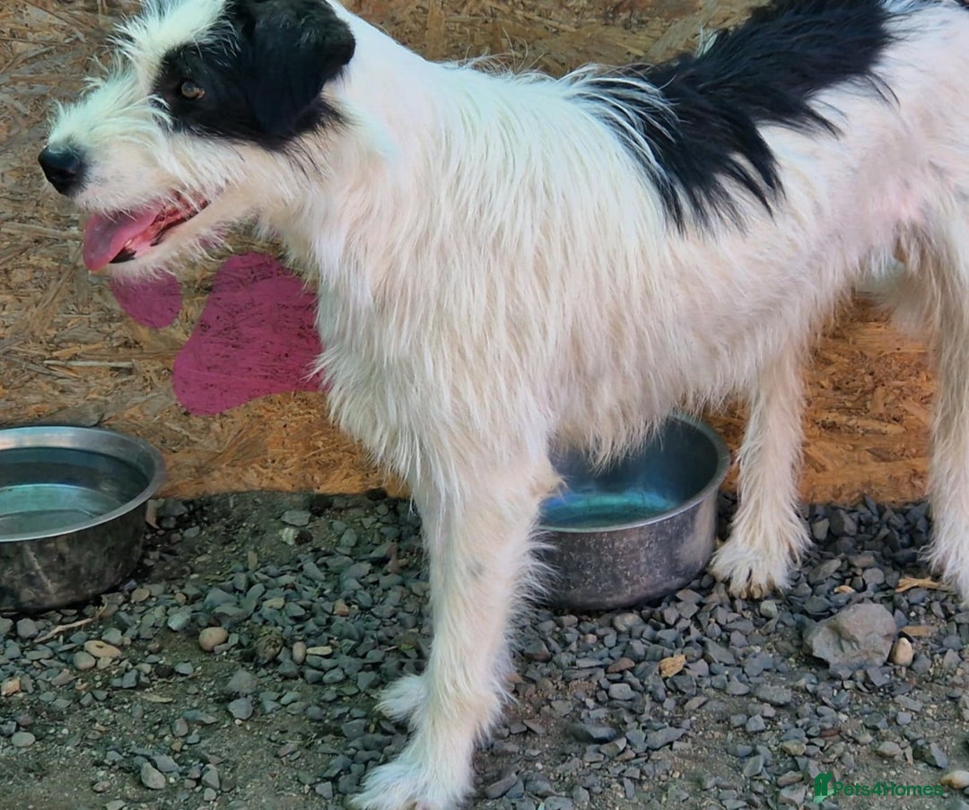 Mixed Breed dogs for adoption: 🌟 STELLA, a Lovely shy Girl - for a Loving Home🐾 - Image 3