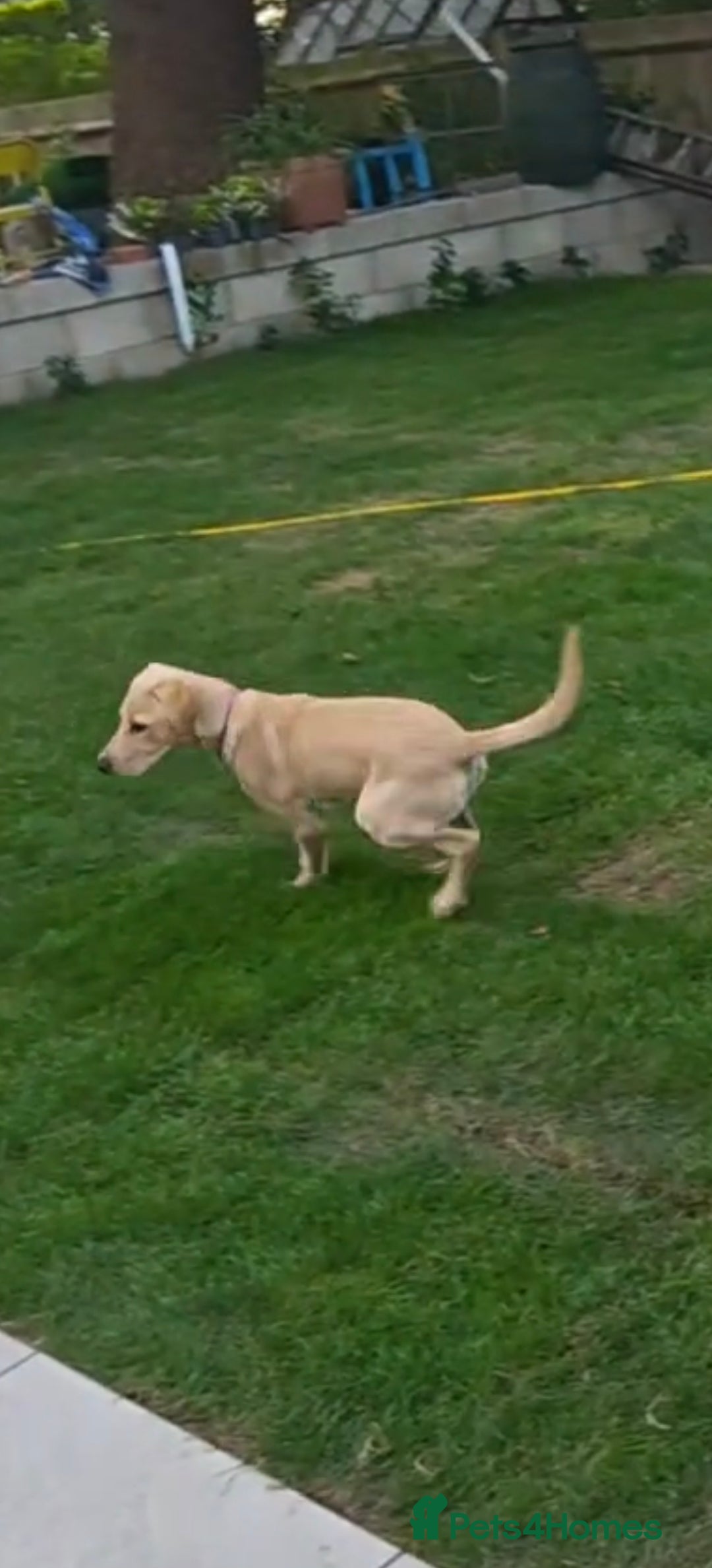 Labrador Retriever dogs for sale: A cute Larbrador female 6 month gor sale - Image 2