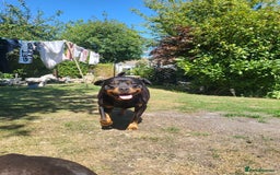 Rottweiler dogs for sale: Rottweiler  and frenchie for sale - Image 6