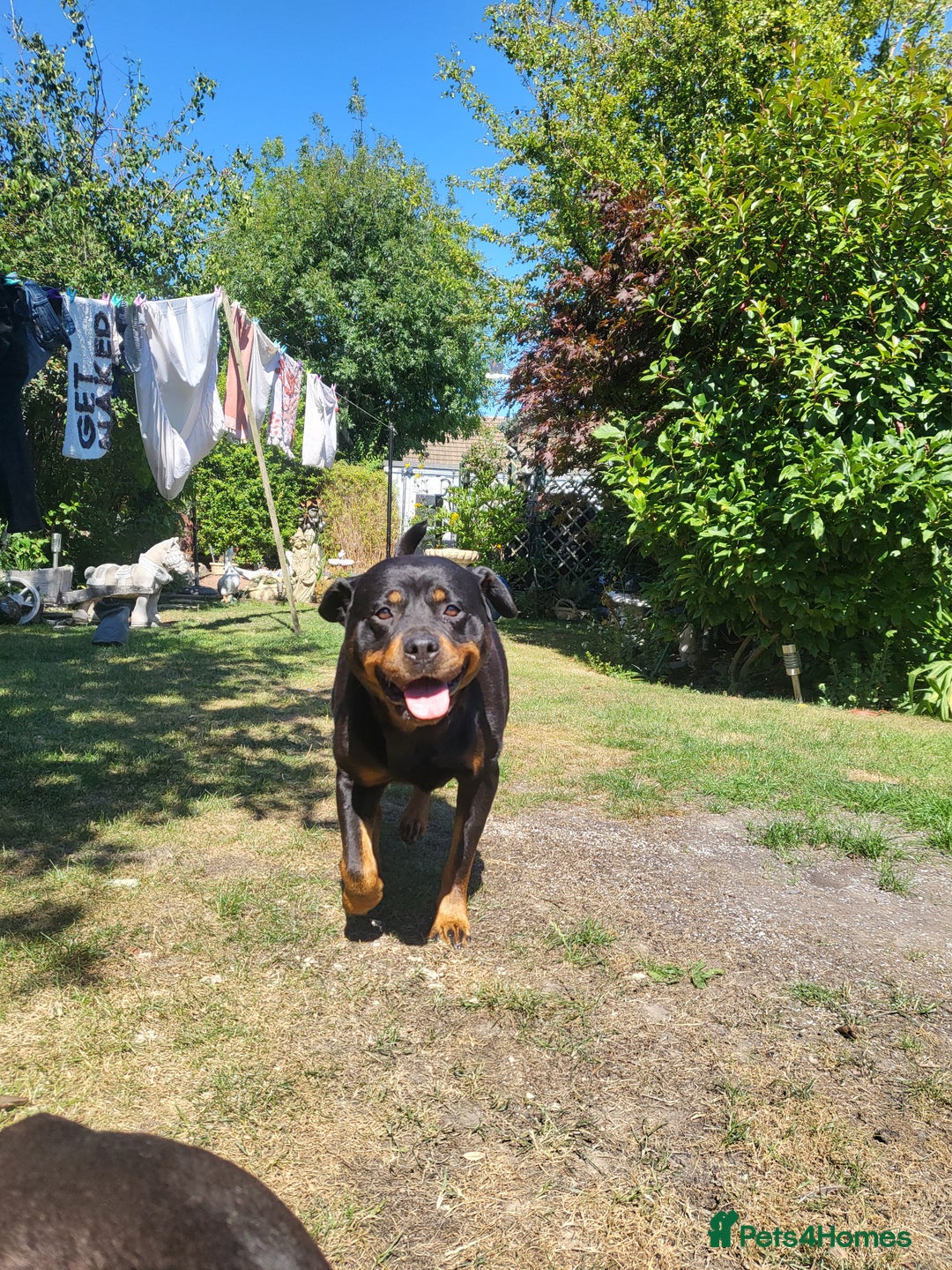 Rottweiler dogs for sale: Rottweiler  and frenchie for sale - Image 6