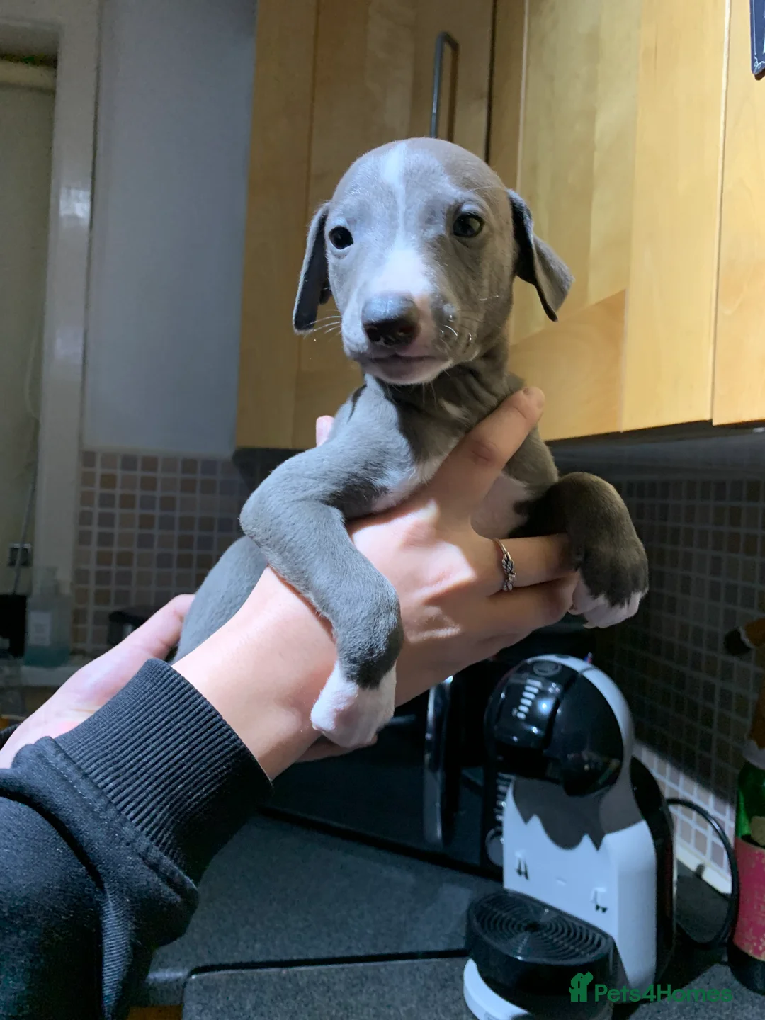 Whippet dogs for sale: Blue Kennel Club Registered Whippet puppies  - Advert 10