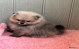 Pomeranian dogs for sale: Amazing Pom puppies from Five Star breeder  - Image 17