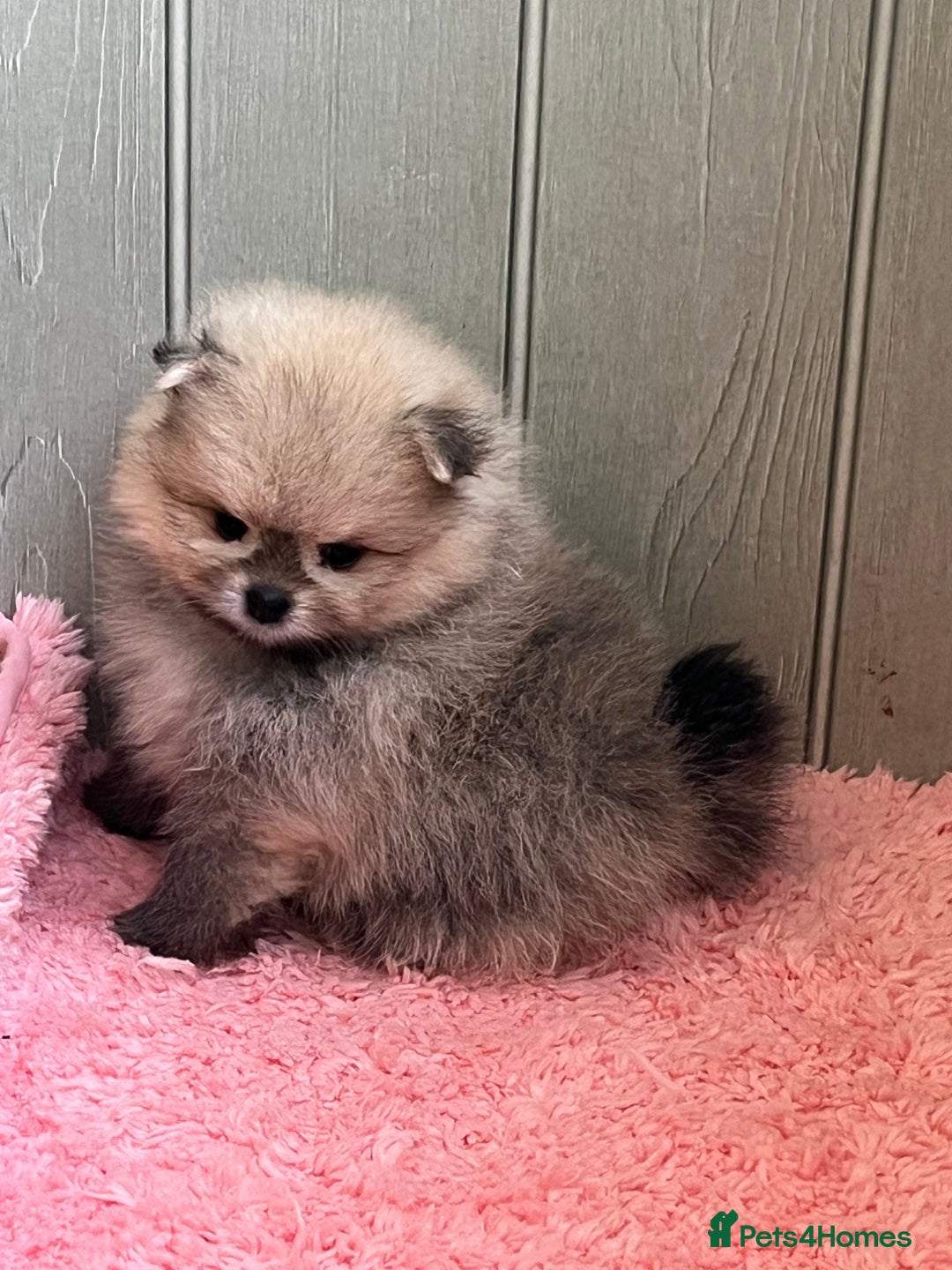 Pomeranian dogs for sale: Amazing Pom puppies from Five Star breeder  - Image 17