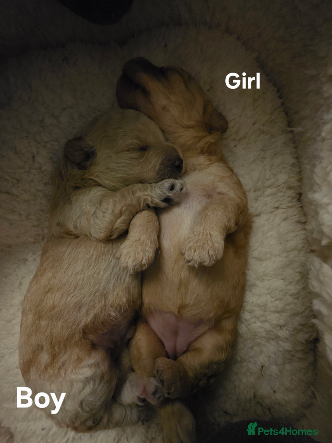 Cockapoo dogs for sale: Cockapoo puppies FB1 miniature poodle X Cockapoo  - Advert 4