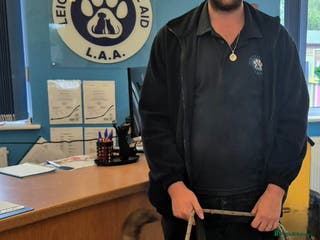 Mixed Breed dogs Camel - Advert 1