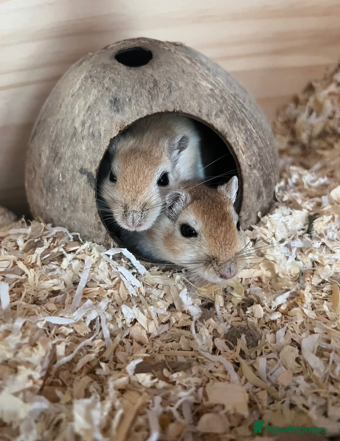 Gerbil rodents for sale: Two male Gerbils, Ronnie and Reggie - Advert 1