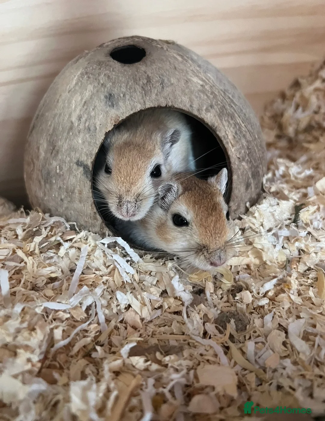 Gerbil rodents for sale: Two male Gerbils, Ronnie and Reggie in Tiverton - Advert 1