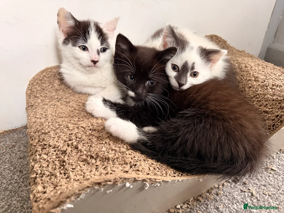 Mixed Breed cats for sale: 3 super friendly girls  - Advert 1