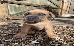 Cane Corso dogs for sale: Cane Corso puppies 9 week old 🫶❤️🫶 - Image 36