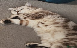 British Shorthair cats for sale: PABLO & JASPER - Image 8