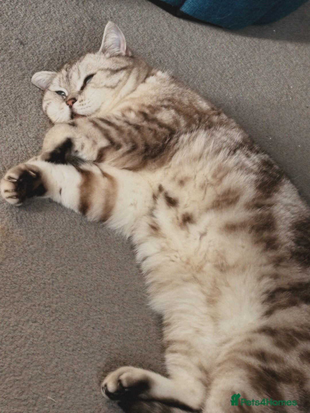 British Shorthair cats for sale: PABLO & JASPER - Image 8