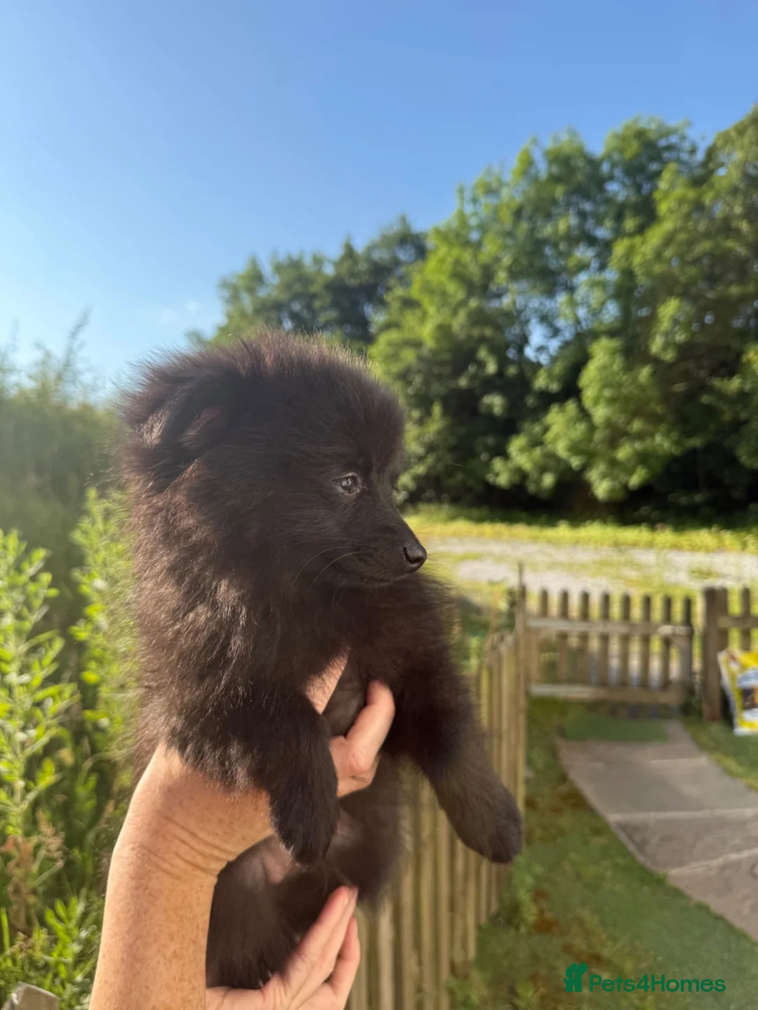 Pomeranian dogs for sale: Beautiful Russian Pomeranian Male - Advert 2